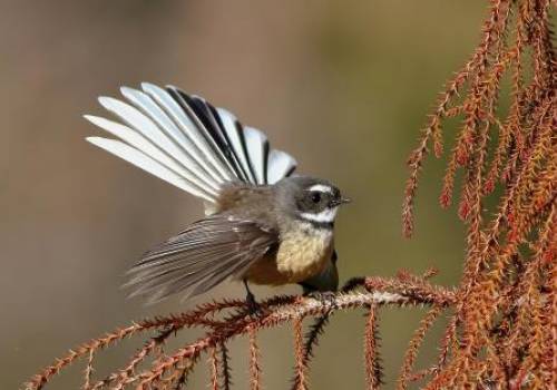 Fantail sitting on Branch