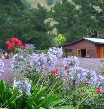 1 Day Lavender Farm Canoe